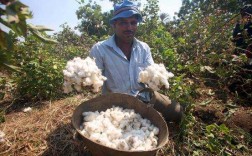 印度棉质量（印度棉花多吗）