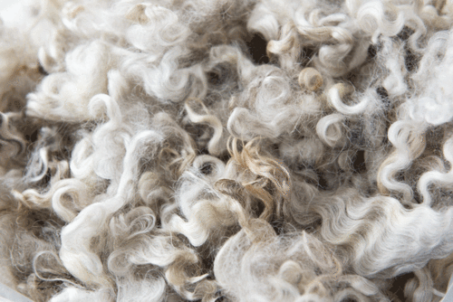 提高羊毛质量（提高羊毛质量的措施）-图1